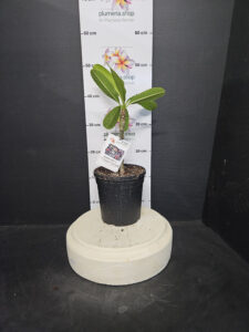 Plumeria obtusa "Singapore White var."