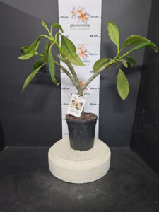 Plumeria rubra "Chiang Mai Girl"