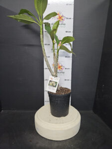Plumeria rubra "Star Flash"
