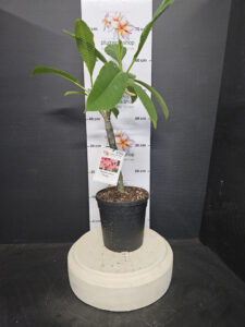 Plumeria rubra "Yala"