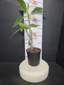 Plumeria rubra - verschiedene Sorten - limitierte Aktion