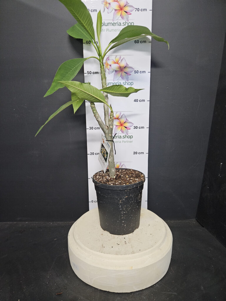 Plumeria rubra - verschiedene Sorten - limitierte Aktion