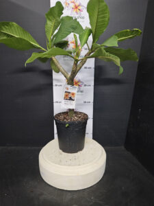 Plumeria rubra "Yellow Gina"