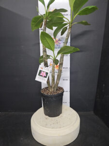 Plumeria rubra "CP Pink Panther"