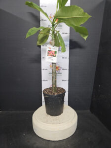 Plumeria rubra "CP Si Rung"