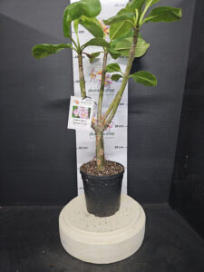 Plumeria rubra "CP Sakura Yume"