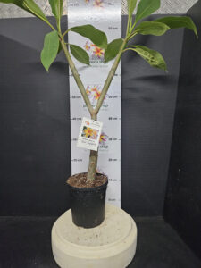Plumeria rubra "Som Supaporn"