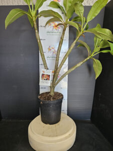Plumeria rubra "Thai Jade"