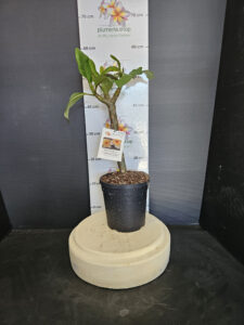 Plumeria rubra "Yellow Gina"