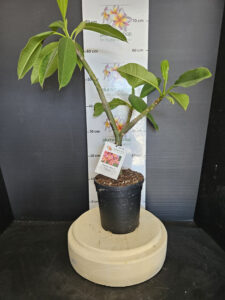 Plumeria rubra "Yala"