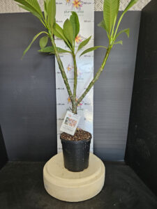 Plumeria rubra "Sally Moragne"