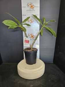 Plumeria rubra "Queen of Sheba"