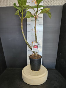 Plumeria rubra "Plum Crazy"