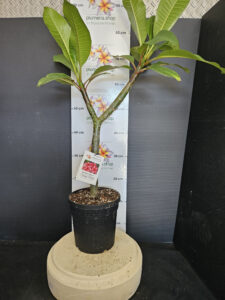 Plumeria rubra "Orange Flame"