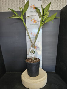 Plumeria rubra "Star White"