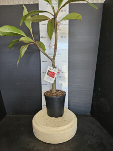 Plumeria rubra "Silk of Night"
