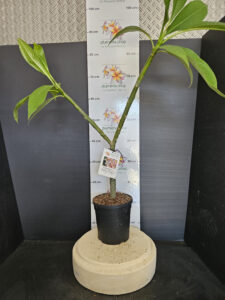 Plumeria rubra "Sally Moragne"