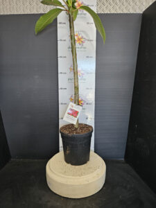 Plumeria rubra "Hot Embers"