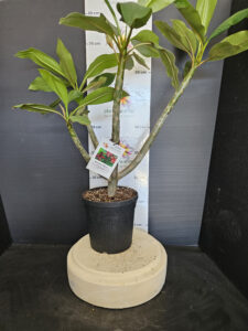 Plumeria rubra "Opus"