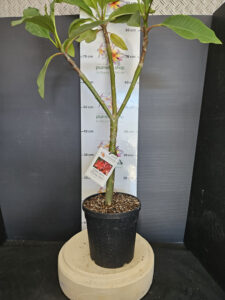 Plumeria rubra "Rising Sun"