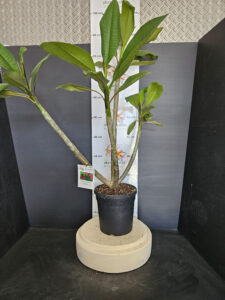 Plumeria rubra "Opus"