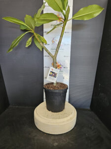 Plumeria rubra "Yelnique"