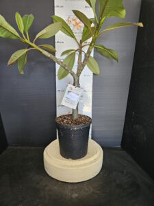 Plumeria rubra "Sweet Pea"