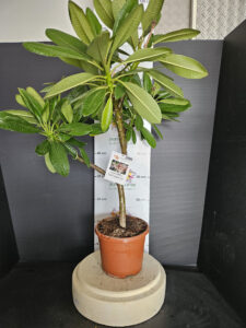Plumeria obtusa "Dwarf Singapore Pink"