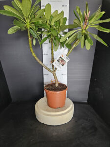 Plumeria obtusa "Dwarf Singapore Pink"