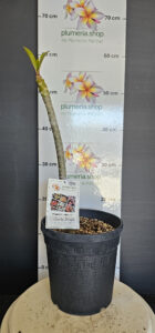 Plumeria rubra "Chocco Delight"