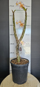 Plumeria rubra "Chalika Red"