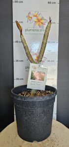 Plumeria rubra "Candy Pink"