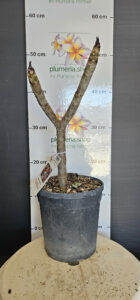 Plumeria rubra "Wild Passion"