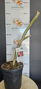 Plumeria rubra "Candy Pink"