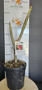 Plumeria rubra "Candy Pink"