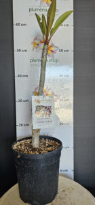 Plumeria rubra "Sacred Lotus"