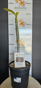 Plumeria rubra "Sun Dragon"