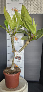 Plumeria rubra "Messina"