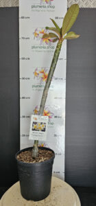 Plumeria rubra "Tinkerbell by Atom"