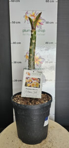Plumeria rubra "Vishanu Gold"
