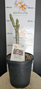 Plumeria rubra "Black Red"