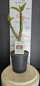 Plumeria rubra "Chalika Red"