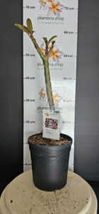 Plumeria rubra "Meya"