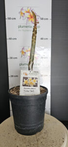 Plumeria rubra "Tinkerbell by Atom"