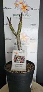 Plumeria rubra "Black Red"