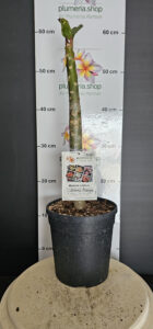 Plumeria rubra "Jeannie Moragne"