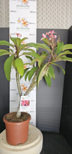 Plumeria rubra "Epic"