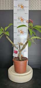 Plumeria rubra "Epic"