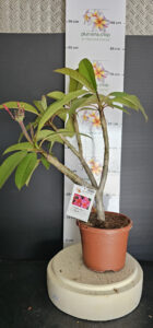Plumeria rubra "Epic"