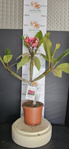 Plumeria rubra "Pink Jack"
